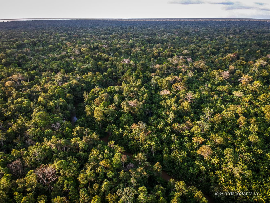 image-19-1024x768 Desmatamento na Amazônia cai 64% e atinge menor nível da história em fevereiro de 2025