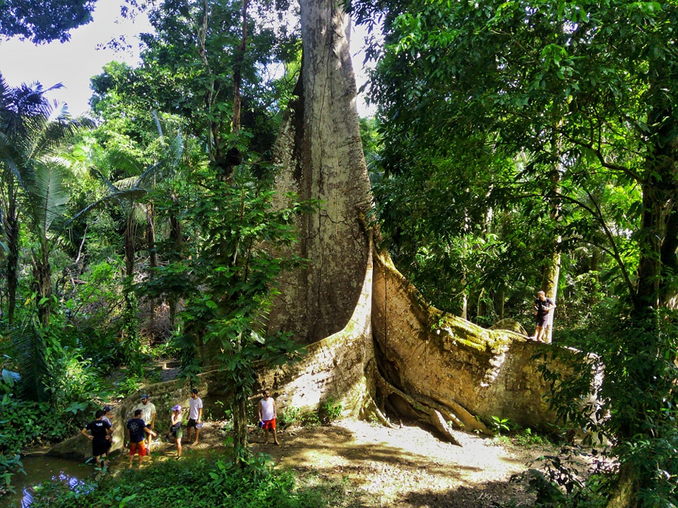 image-11 A Muralha de Afuá: a árvore gigante que guarda segredos da Amazônia