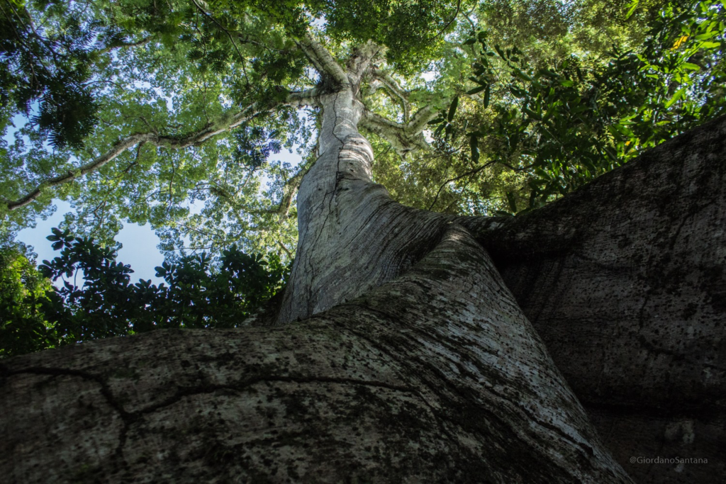 image-12-1024x683 A Muralha de Afuá: a árvore gigante que guarda segredos da Amazônia
