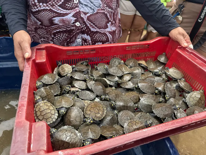 image-16 No coração do Marajó, Afuá lidera ação com 10 mil quelônios soltos na natureza