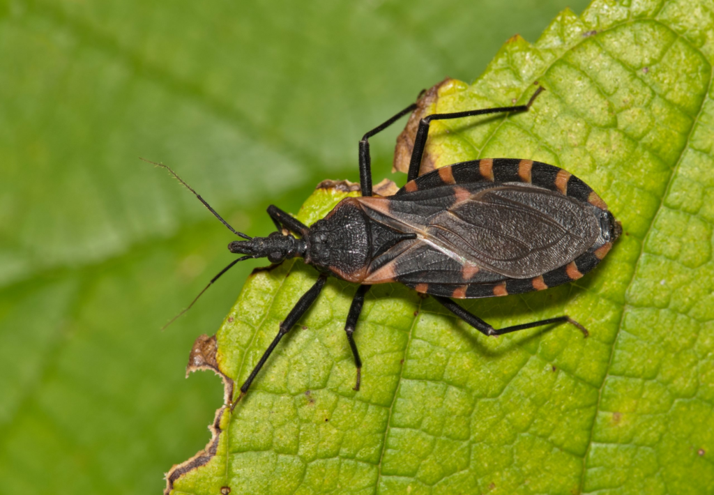 image-30-1024x710 Marajó intensifica ações de prevenção e combate à Doença de Chagas em abril