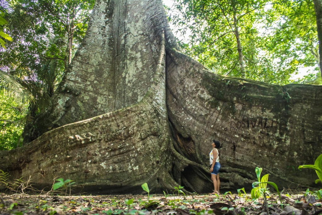 image-9-1024x683 A Muralha de Afuá: a árvore gigante que guarda segredos da Amazônia