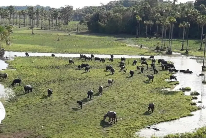 image-33 Amapá conquista reconhecimento internacional: livre da aftosa sem vacinação