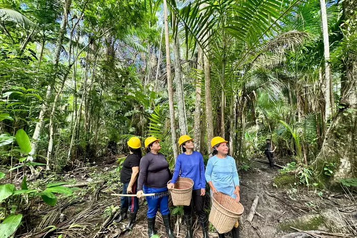 image Marajó: Mulheres colhem frutos da independência econômica e transformam a região